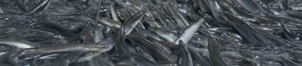 Paling van dichtbij - Eel Trading Holland