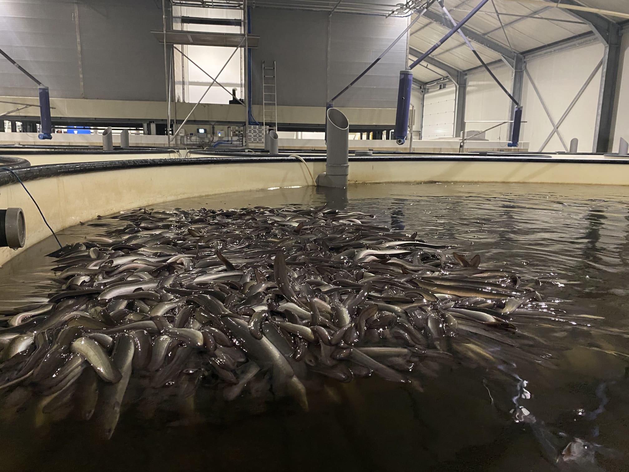 Palingkweekvijver-van-dichtbij-van-Eel-Trading-Holland